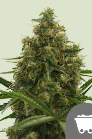 Shining Silver Haze Regularne