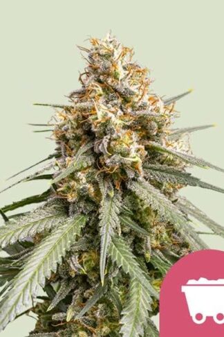 Shining Silver Haze Feminizowane