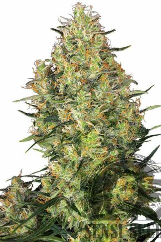 Shiva Skunk Feminizowane