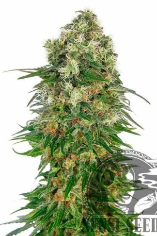 Shiva Skunk Automatic Feminizowane