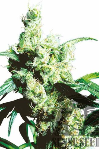 Silver Haze Feminizowane