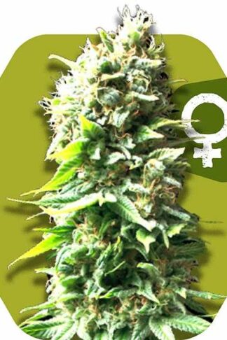 Skunk Feminizowane