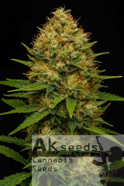 Skunk Ak Feminizowane