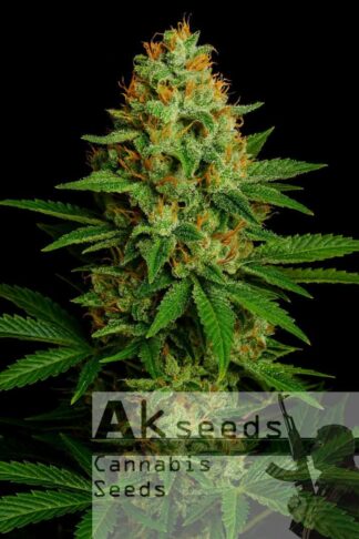 Skunk Ak Automatic Feminizowane