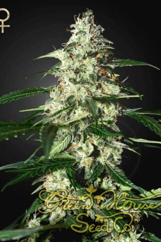 Skunk Automatic Feminizowane