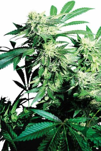 Skunk Kush Feminizowane