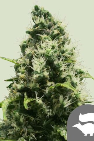 Skunk XL Regularne