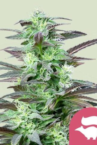Skunk XL Feminizowane 1+1