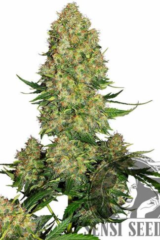 Skunk#1 Automatic Feminizowane