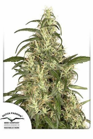 Skunk#11 Feminizowane