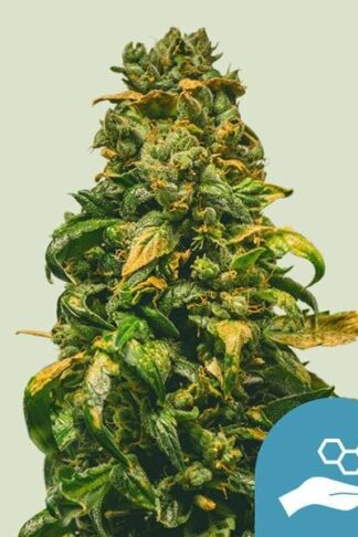 Solomatic CBD Automatic Feminizowane