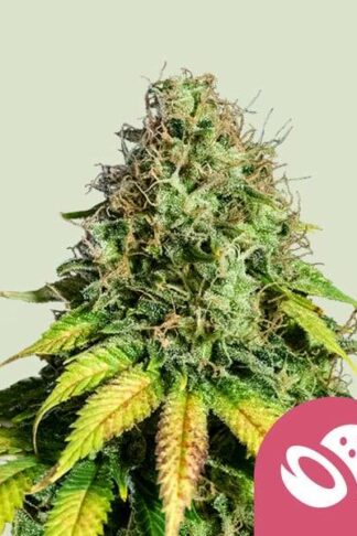 Somango XL Feminizowane
