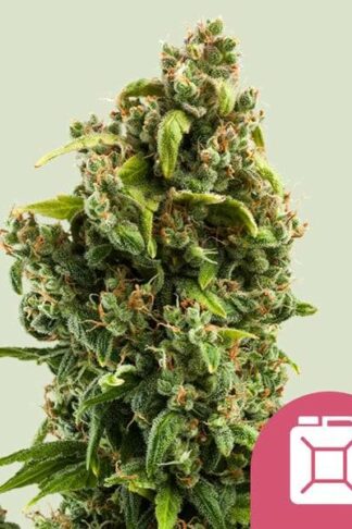 Sour Diesel Feminizowane