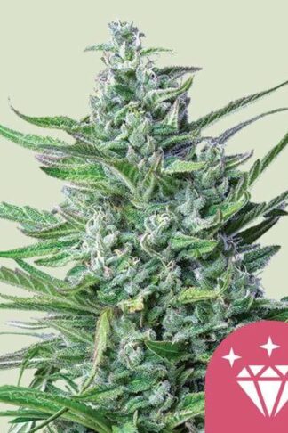 Special Kush#1 Feminizowane