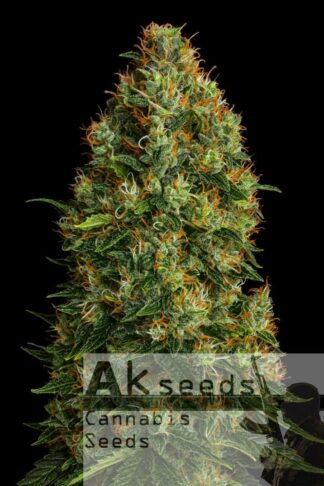 Speed Gorilla Glue Feminizowane