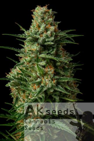 Speed Gorilla Glue Automatic Feminizowane