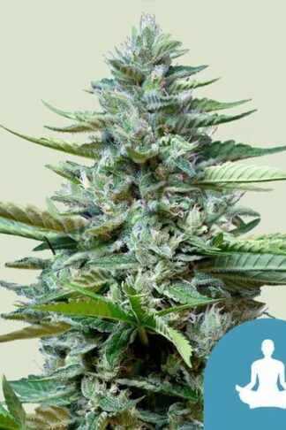 Stress Killer CBD Automatic Feminizowane