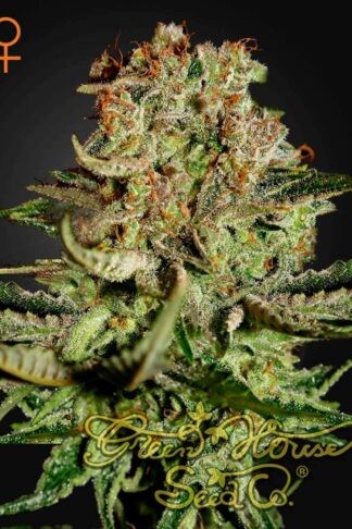 Super Bud Feminizowane