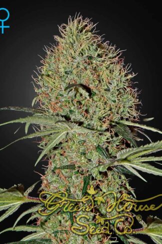 Super Bud Automatic Feminizowane