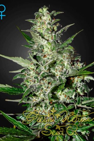 Super Critical Automatic Feminizowane