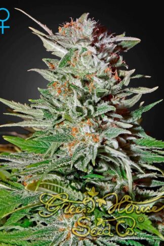Super Lemon Haze Automatic Feminizowane