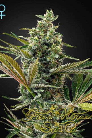 Super Lemon Haze CBD Automatic Feminizowane