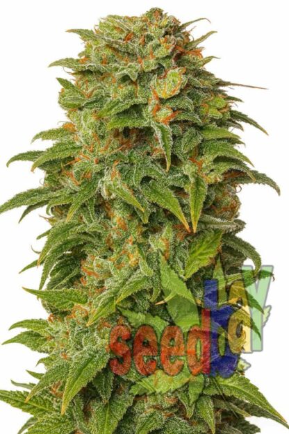 Super LSD XL Feminizowane 1+1