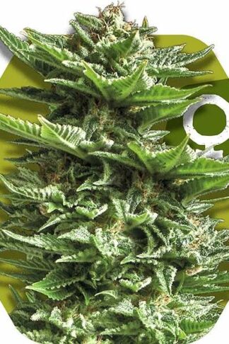 Super Silver Haze Feminizowane