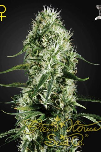 Super Lemon Haze Feminizowane