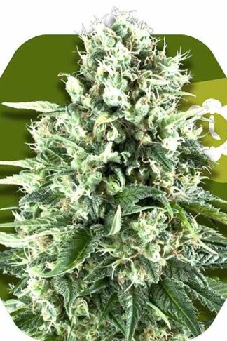 Super Silver Haze Automatic Feminizowane