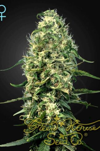 Super Silver Haze CBD Feminizowane