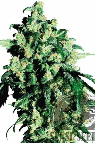 Super Skunk Feminizowane