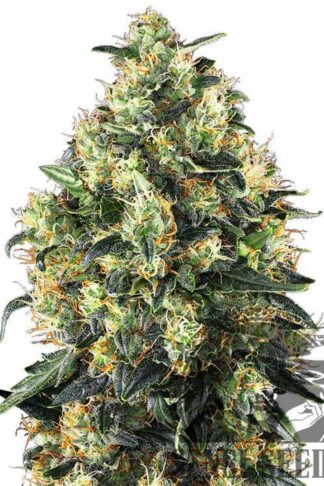 Super Skunk Automatic Feminizowane