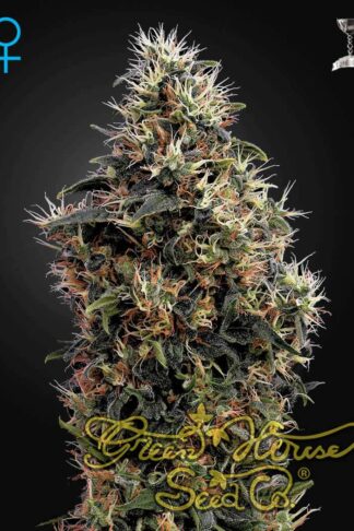 Sweet Mango Automatic Feminizowane