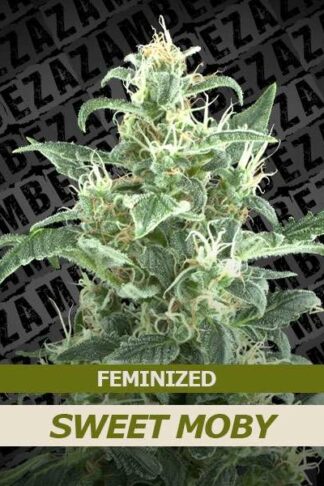 Sweet Moby Feminizowane
