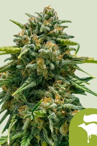 Sweet Skunk Automatic Feminizowane