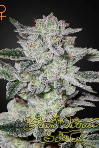 Sweet Valley Kush Feminizowane