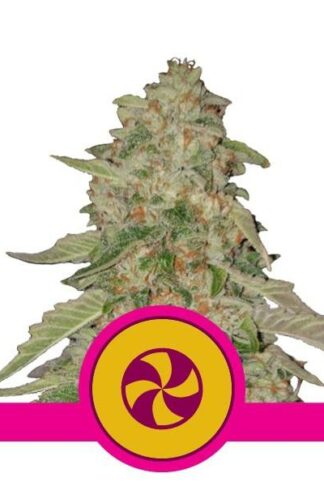 Sweet Zkittlez Feminizowane