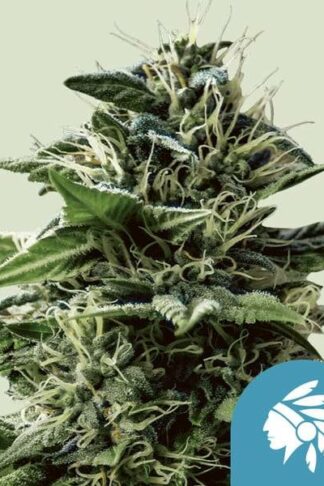 Tatanka Pure CBD Feminizowane