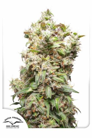 THC-Victory Feminizowane