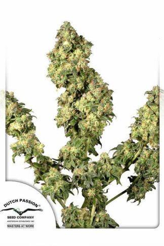 Ultra Skunk Feminizowane