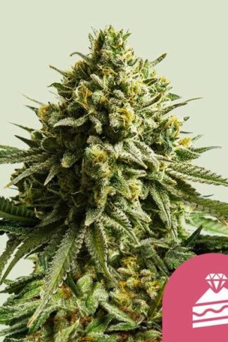 Wedding Cake Feminizowane