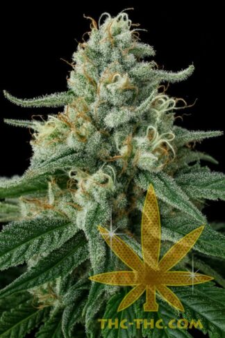 White Freeze Feminizowane