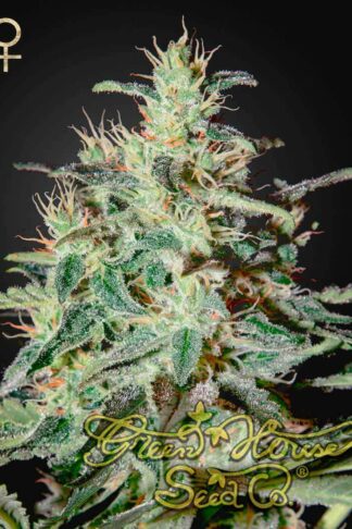 White Lemon Feminizowane