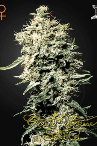 White Rhino Feminizowane