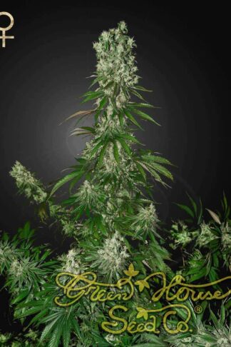 White Strawberry Skunk Feminizowane
