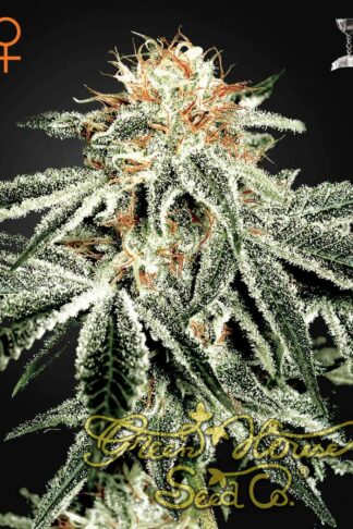 White Widow Feminizowane