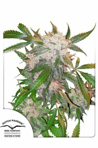 White Widow Feminizowane