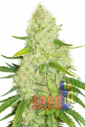 White Widow Feminizowane