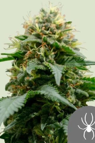 White Widow Regularne